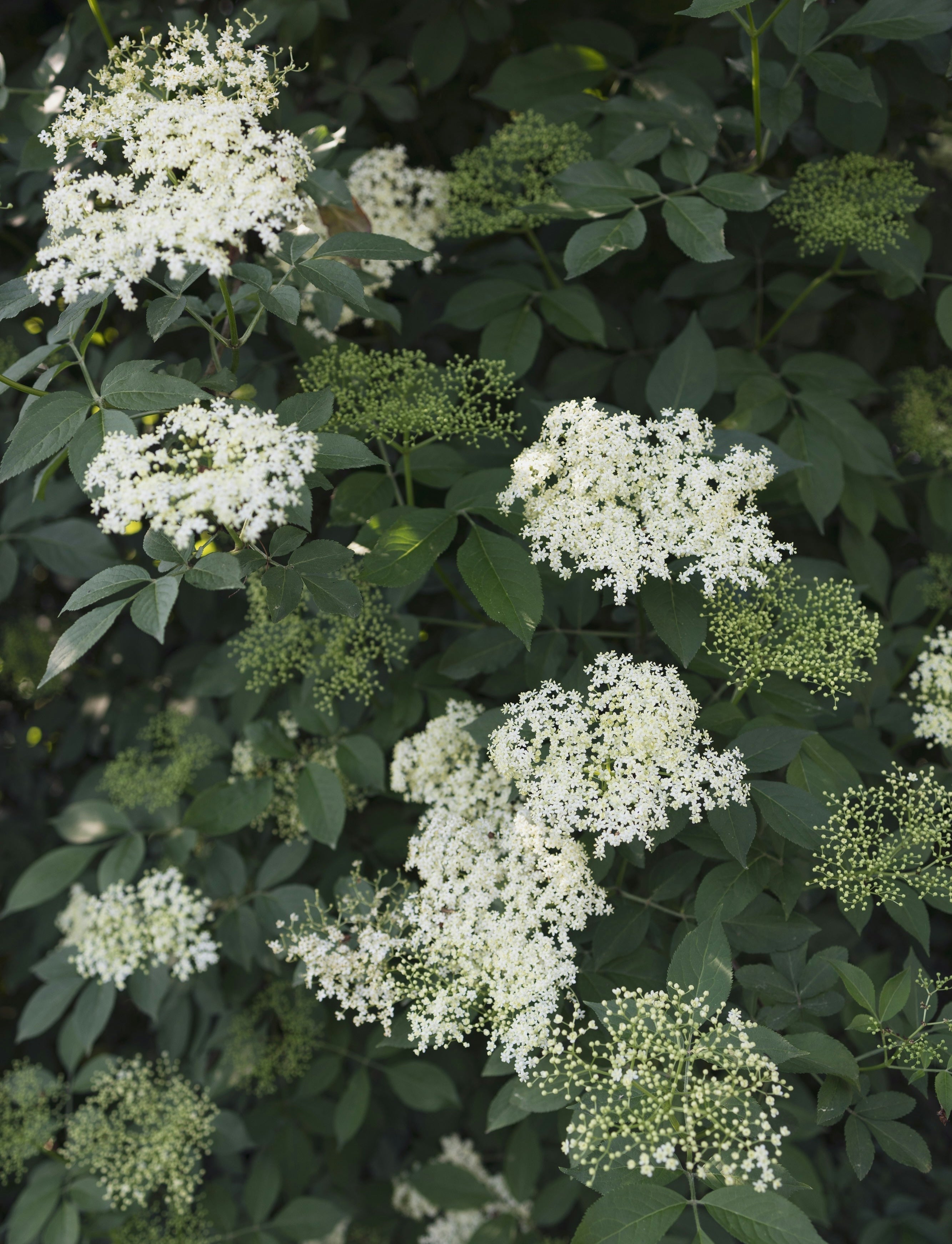 Foraging Spotlight: Elderflower