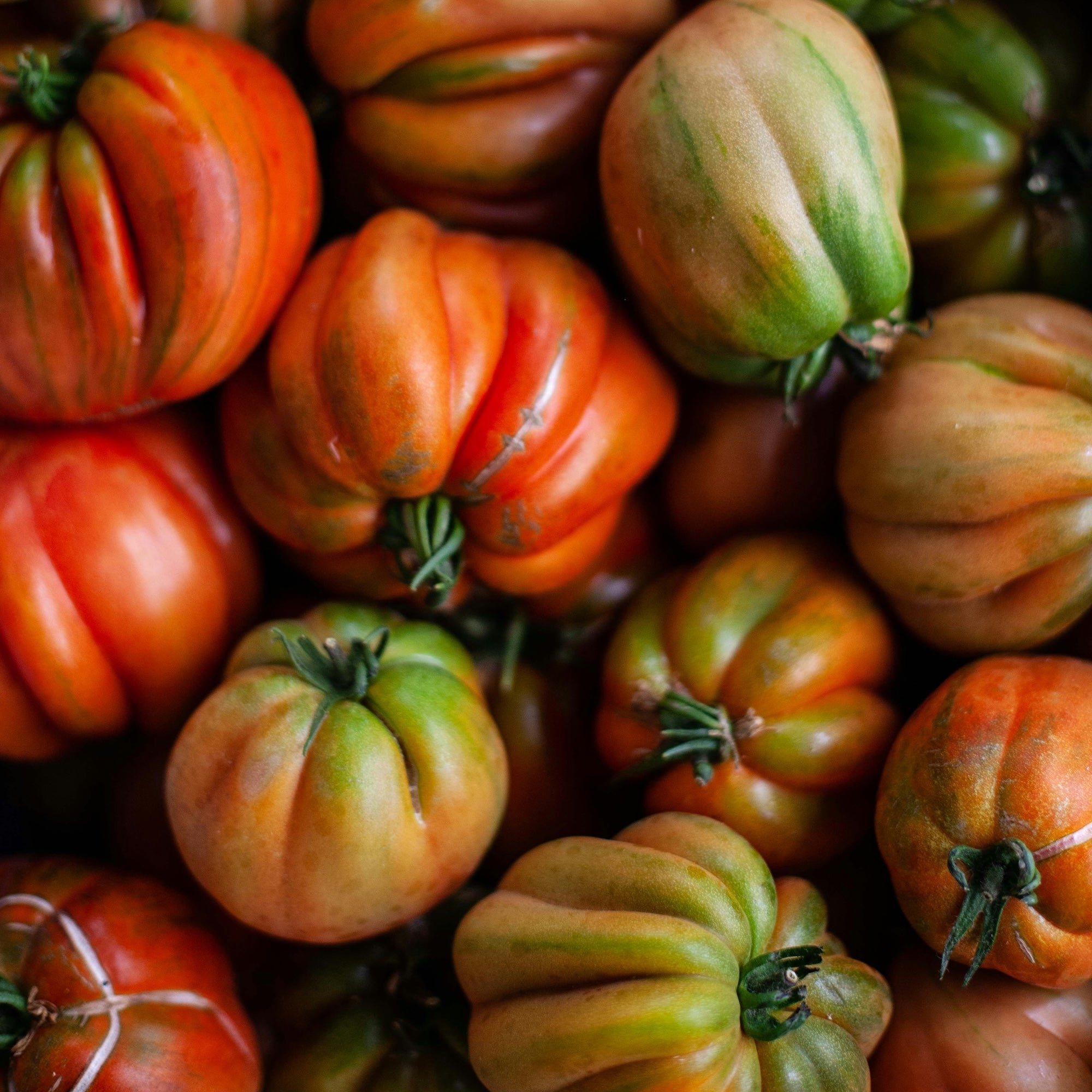 Tomatoes: Who's Who?