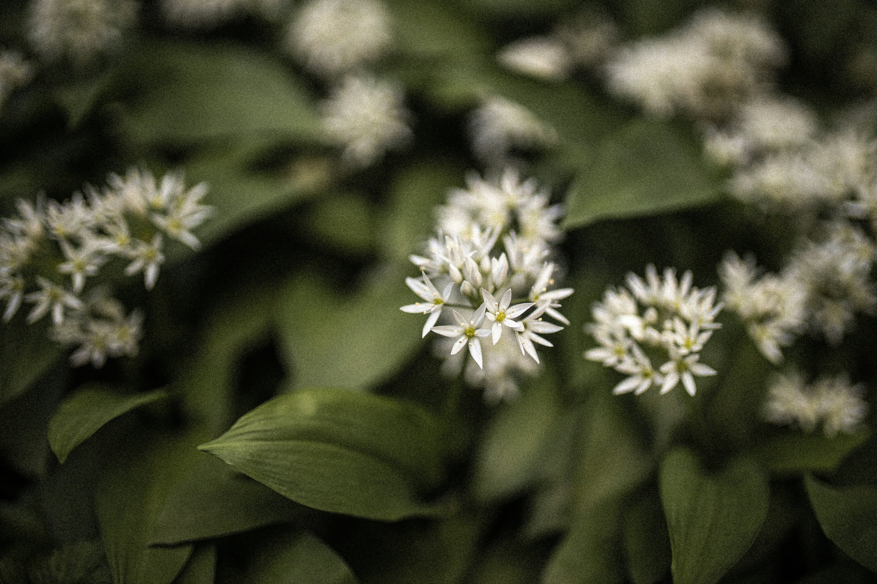 A Recipe For Wild Garlic Cavatelli